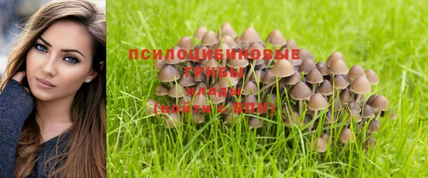 PSILOCYBIN Алзамай